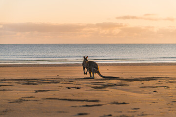Sunrise with the Kangaroos, Australia 2021
