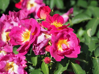 Rosengarten in Zweibr&uuml;cken