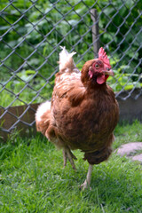 chicken, pets, bird species, poultry, country life, village pets, farm animals