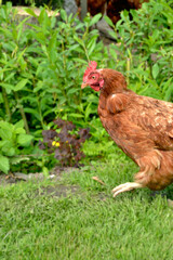 chicken, pets, bird species, poultry, village life, village pets