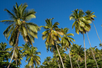 Fototapeta na wymiar Beautiful paradise beach with palm coconut trees - Itacaré, Bahia, Brazil 