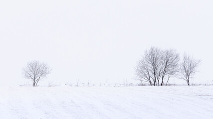 Fototapeta na wymiar Winter landscape with Isolated trees on a field during snow storm, horizontal, Slovakia, Europe