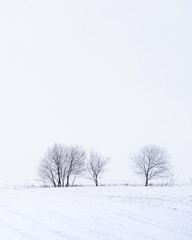 Fototapeta na wymiar Winter landscape with Isolated trees on a field during snow storm, vertical, Slovakia, Europe
