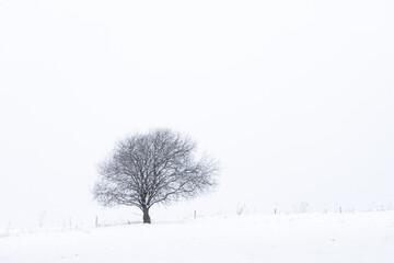 Fototapeta na wymiar Winter landscape with Isolated tree on a field during snow storm, Slovakia, Europe