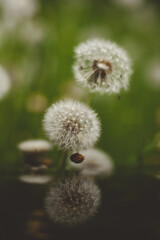 pair of pretty dandelion fluffs in the green hall on a warm summer day. Blooming dandelions