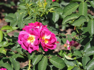 Rosengarten in Zweibrücken