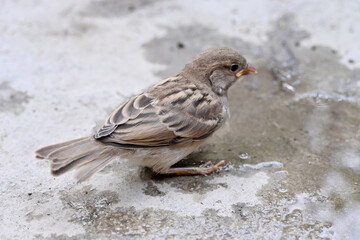 closeup the small brown black sparrow sitting and drinking water soft focus natural grey brown background.