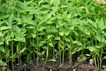 closeup the bunch ripe small chilly plant soil heap and growing with leaves in the farm soft focus natural green brown background.
