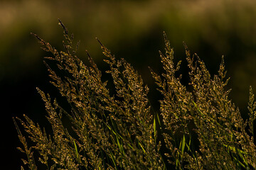 trawy o zachodzie słońca złote świecące © Colorful Soul