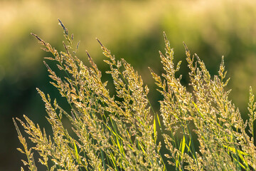 trawy zielone na zielonym tle o zachodzie słońca © Colorful Soul