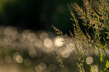 trawy bokeh kółka światła © Colorful Soul