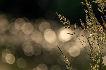 trawy bokeh kółka światła © Colorful Soul