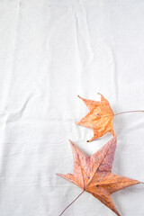 Dry leaves on white background