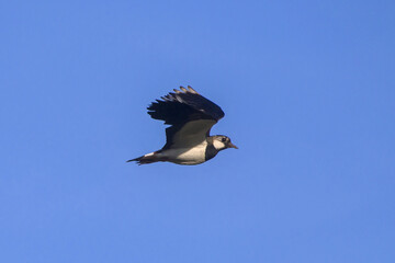 Northern Lapwing (Vanellus vanellus) flying on the blue sky.