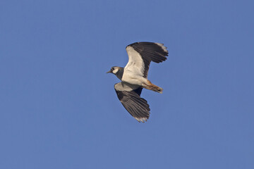 Northern Lapwing (Vanellus vanellus) flying on the blue sky.