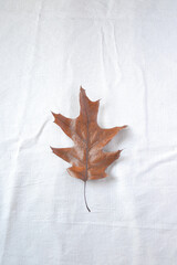 Dry leaves on white background
