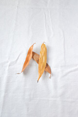 Dry leaves on white background