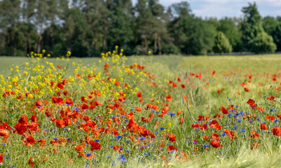 Feld mit Mohn-und Kornblumen