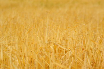 field of wheat