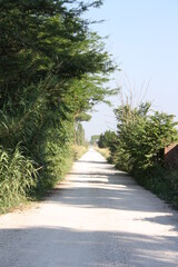 Obraz premium path in the garden