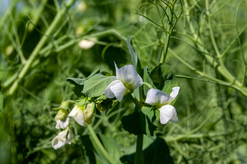 blooming peas on an agricultural field in the summer - obrazy, fototapety, plakaty