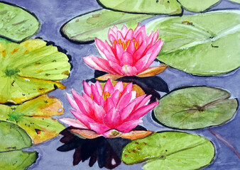 Ninfee rosa, dipinto ad acquerello