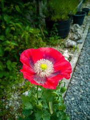 Ornamental Poppy in a Cornwall Uk Garden