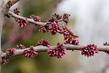 Cercis siliquastrum