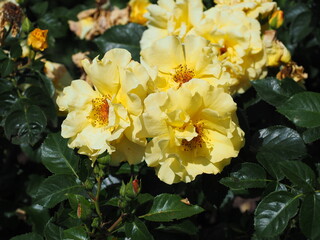 Rosengarten in Zweibrücken