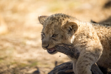 Lion cub biting the branch of a tree in the African savannah of South Africa, this small animal is the star of safaris.
