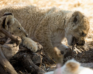 Beautiful lion cubs playing in the African savannah as they grow up to become the great African predators and safari stars.