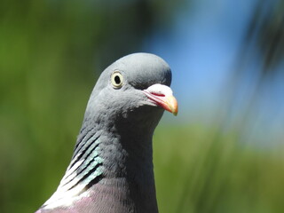 pigeon