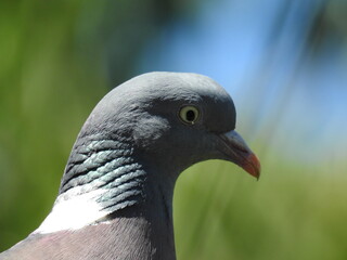 pigeon