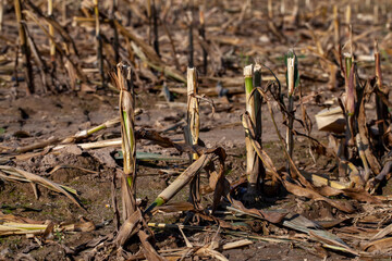 agricultural field with stubble after harvesting cereals