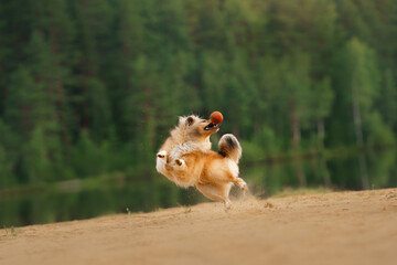 red sheltie dog running and playing on the sandy beach. Pet on the nature. tracking, hiking, travel 