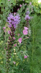  Liatris spicata