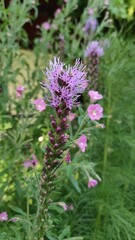  Liatris spicata