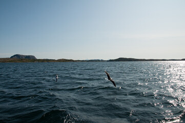 Obraz premium gulls in the archipelago of norway