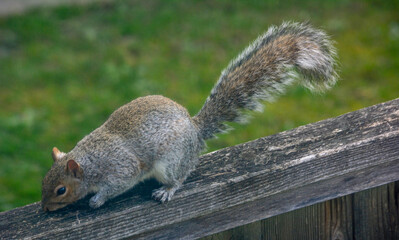 eastern gray squirrel Sciurus carolinensis running along wood fence