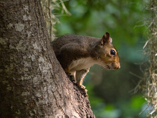 Naklejka na ściany i meble squirrel hiding up in a tree