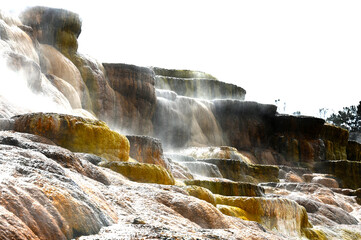 Canary Spring Terraces Mammoth Hot Springs Yellowstone National Park