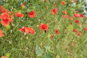 Red poppy meadow in spring