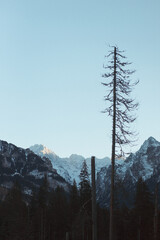 Landscape of mountains and tall dry coniferous tree against the blue sky. Tatra mountains. Poland. Vertical orientation 