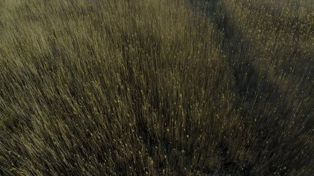 polluted nature after activities of the copper production plant, Ural region, Russia Karabash.