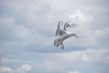 Mewa ptak niebo larum mergos sky oiseau mouette seagull - obrazy, fototapety, plakaty
