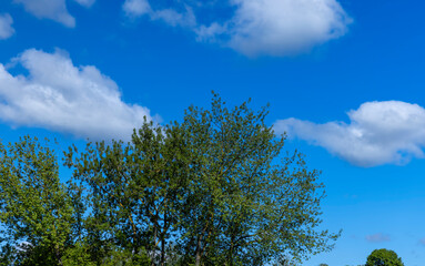 Obraz premium deciduous trees in the spring season with green foliage