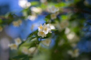 Close up of jasmine flowers in a garden.