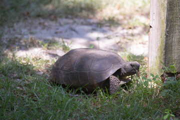 Obraz premium Tortoise or turtle eating grass on the coastal region of Florida in a state park in St. Augustine