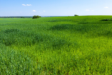 growing livestock feed green oats in a large field