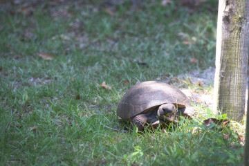 Tortoise or turtle eating grass on the coastal region of Florida in a state park in St. Augustine